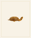 Handcrafted Brass Kachua (Tortoise) Showpiece – Large (Bhareva Craft) — Saptadhārā